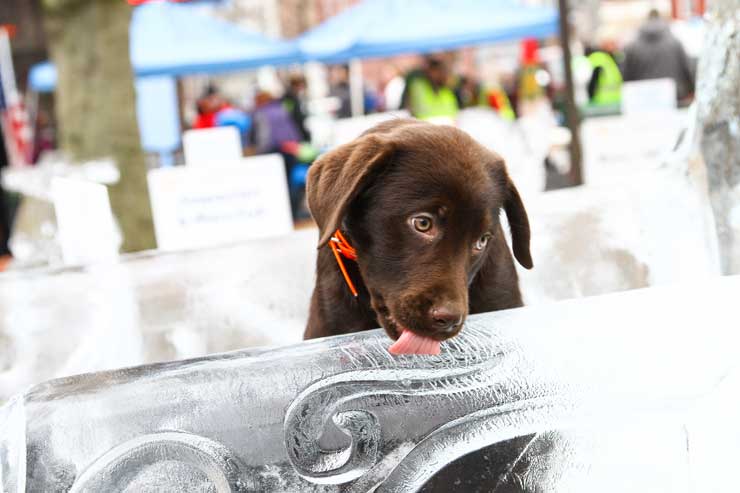 Carved-in-Ice-2019 - Dog licking ice